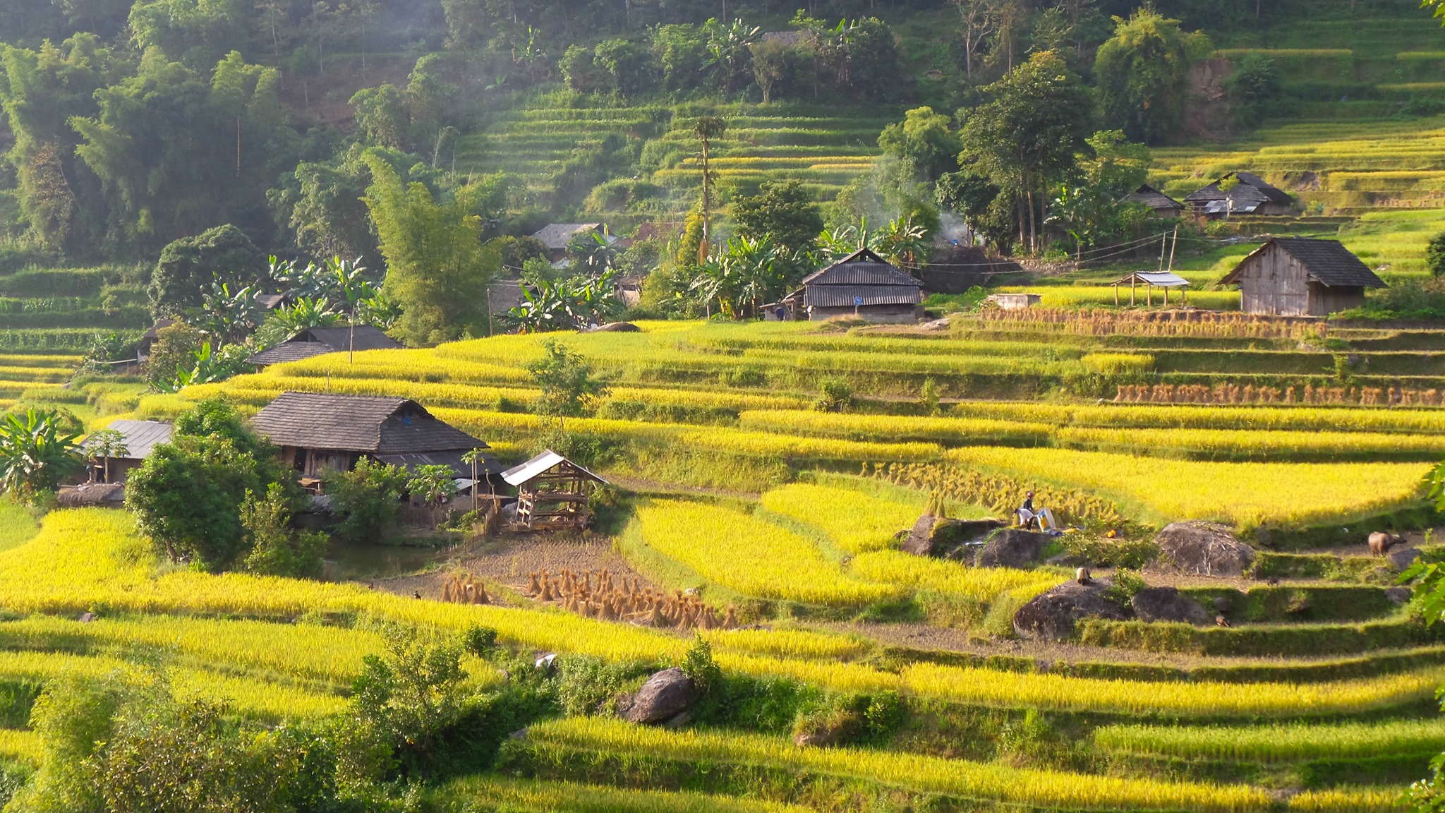 5 MÙA LÚA CHÍN & 10 MÙA HOA NỞ PHƯƠNG BẮC