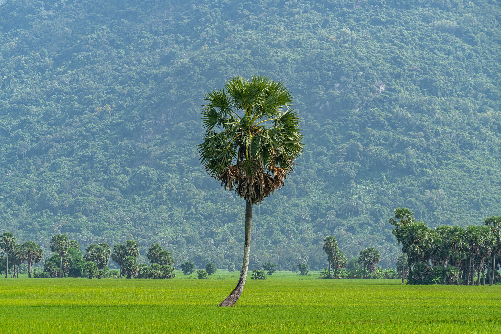 AN GIANG KHÔNG CHỈ ĐẸP VÀO MÙA NƯỚC NỔI?!