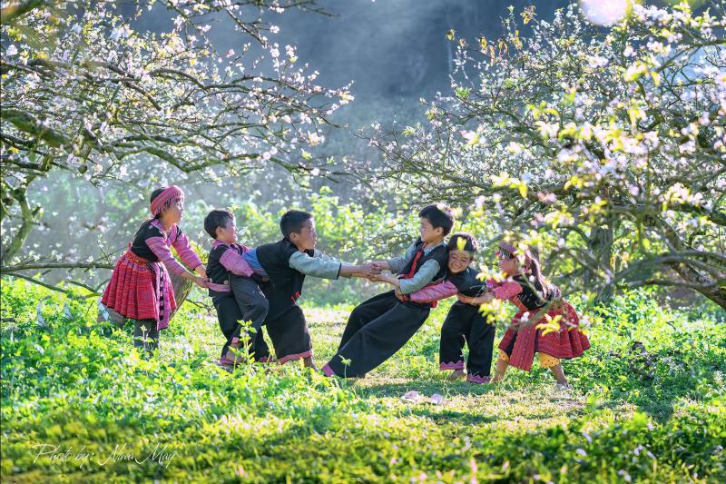 Hoa Mận bung sắc trắng thung lũng Mộc Châu