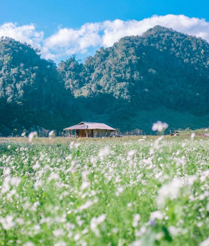 MÙA HOA CẢI TRẮNG MỘC CHÂU NỞ RỘ ĐẸP NHẤT TRONG NĂM